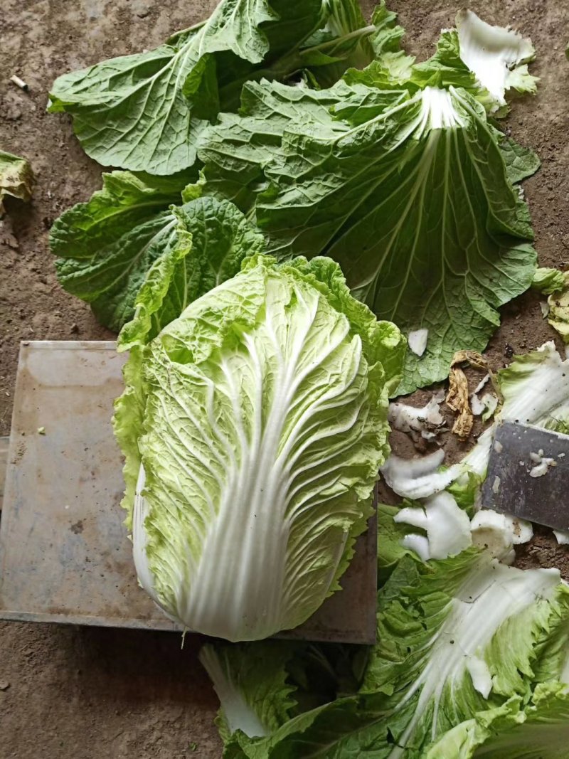 黄心白菜，个头均匀，产地直供，货源充足，大小车随到随装