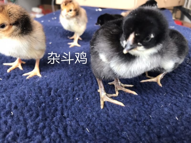 改良杂斗鸡苗，出壳苗，已打好疫苗