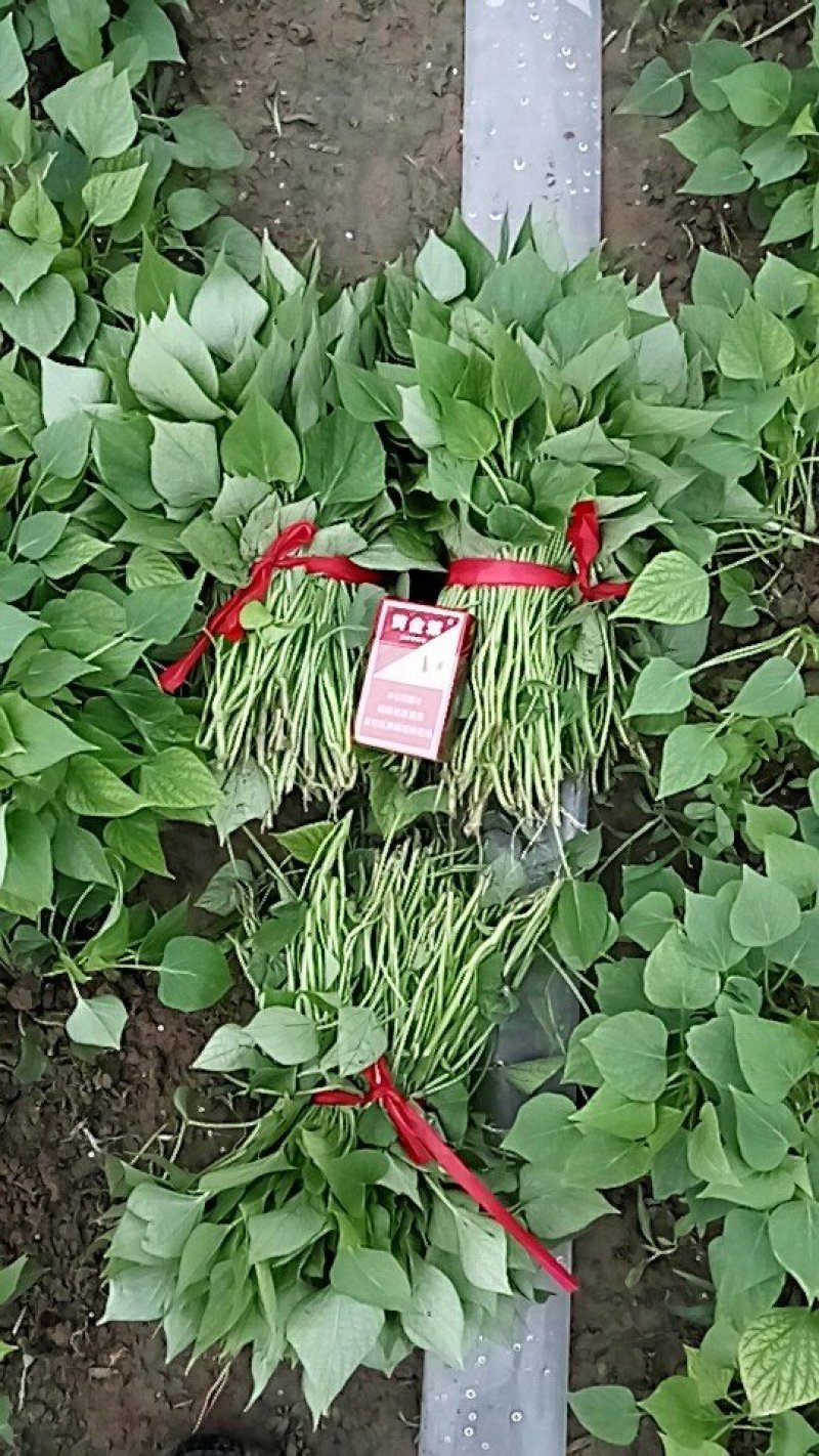 供应龙薯九号脱毒红薯苗批发价格便宜，农科院定点培育基地