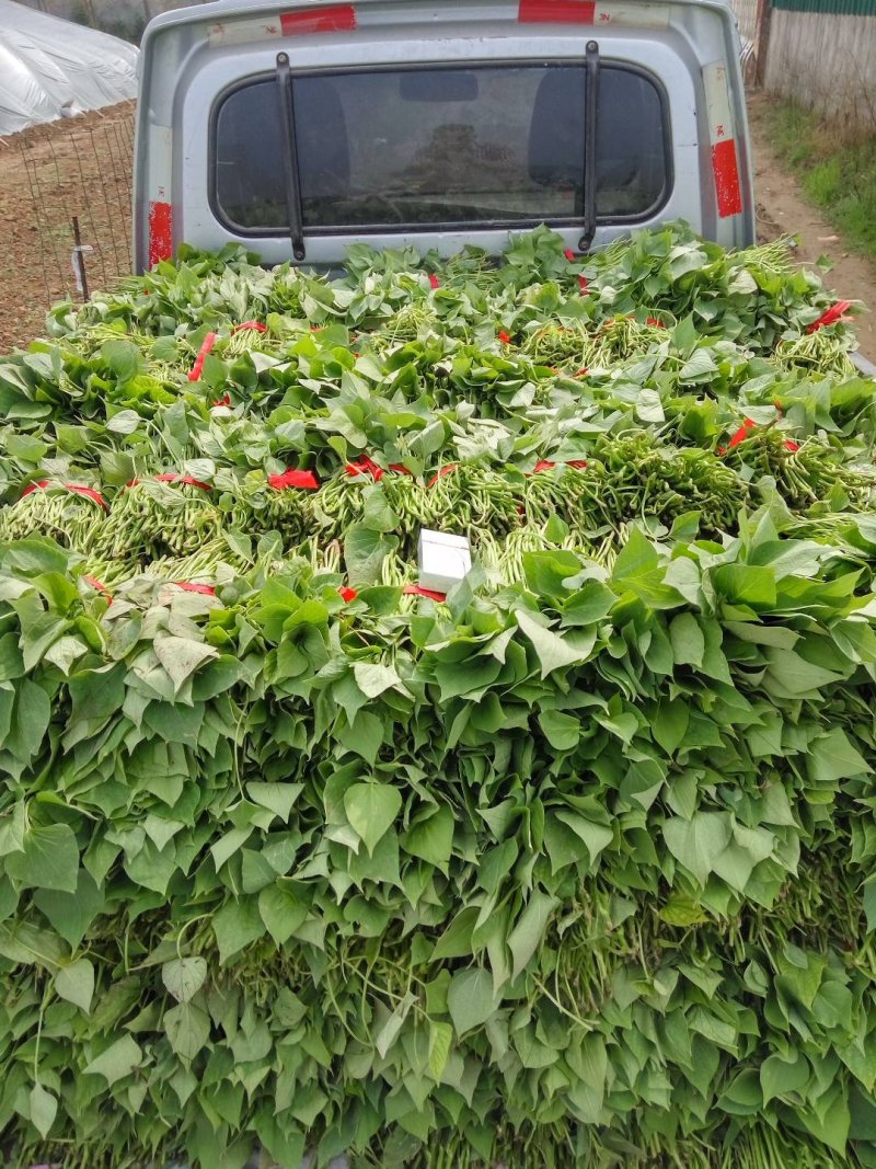 供应龙薯九号脱毒红薯苗批发价格便宜，农科院定点培育基地