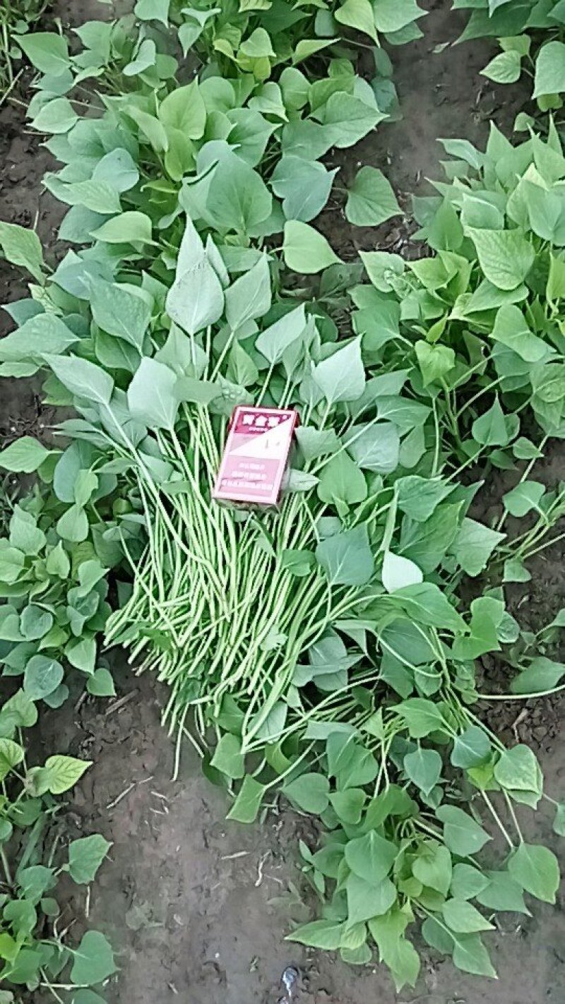 供应龙薯九号脱毒红薯苗批发价格便宜，农科院定点培育基地