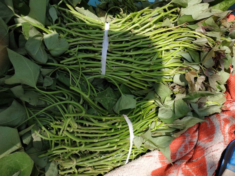 供应西瓜红脱毒红薯苗批发价格便宜，农科院定点培育基地