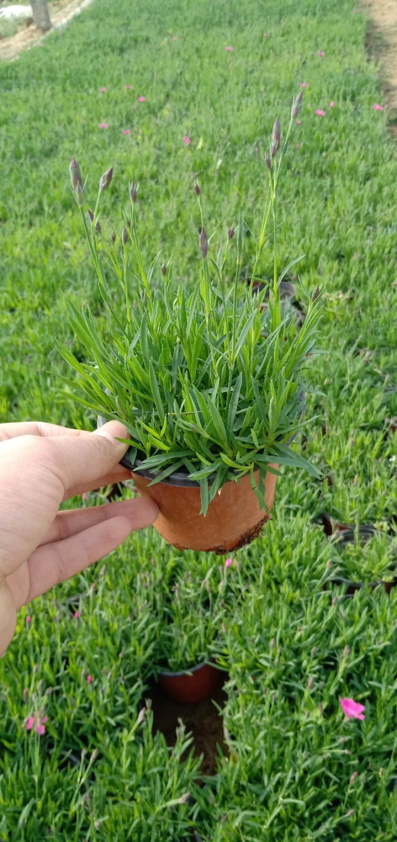 欧洲石竹，石柱子双色盆，耐寒四季草坪