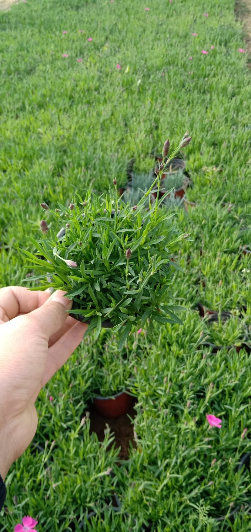 欧洲石竹，石柱子双色盆，耐寒四季草坪