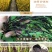 东北大米血糯米黑江米黑米黑黏香大米