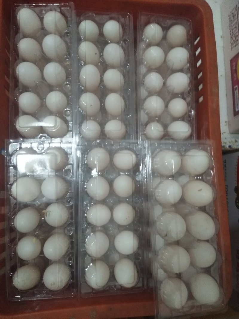 鸽子蛋