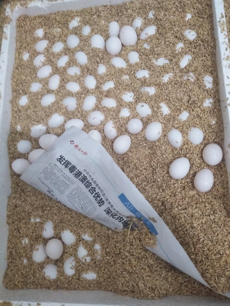 鸽子蛋