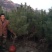 油松