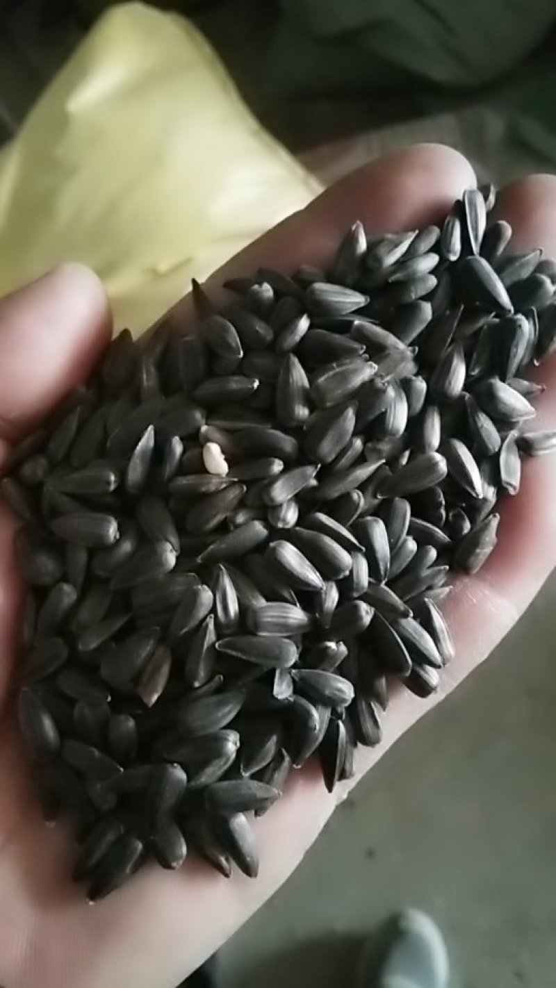 油葵供应