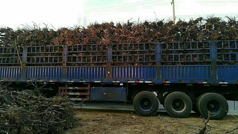 冬枣树苗龙须景观枣树占地冬枣树（6一15）厘米直径