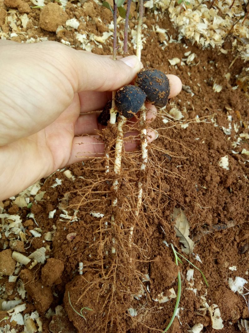 大量供应油茶小苗500万