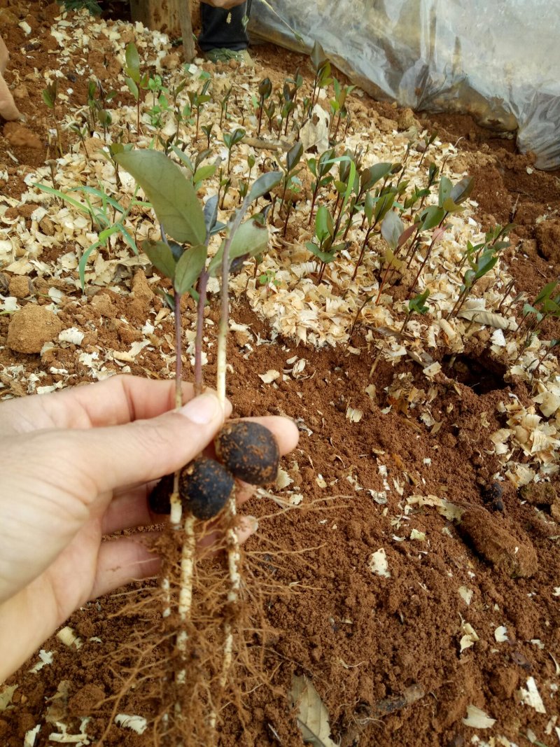 大量供应油茶小苗500万