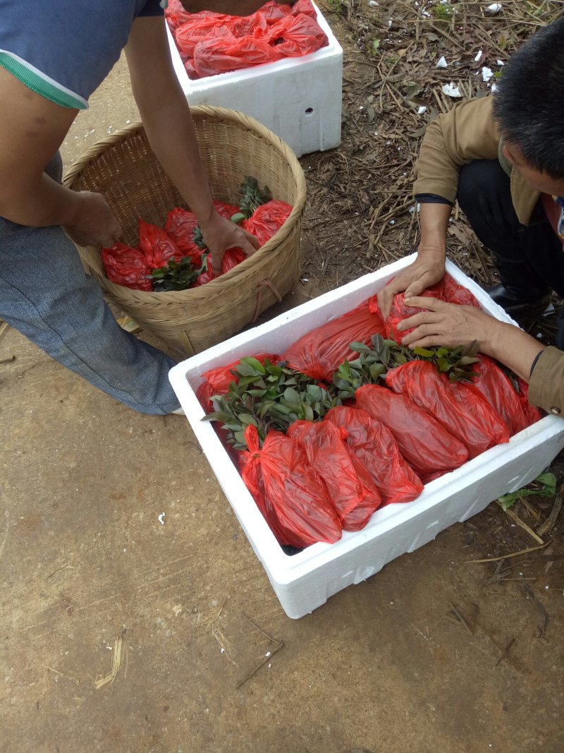 大量供应油茶小苗500万