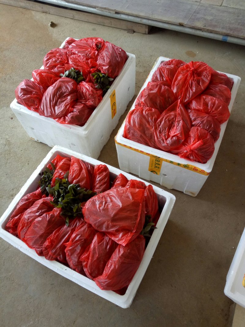 大量供应油茶小苗500万