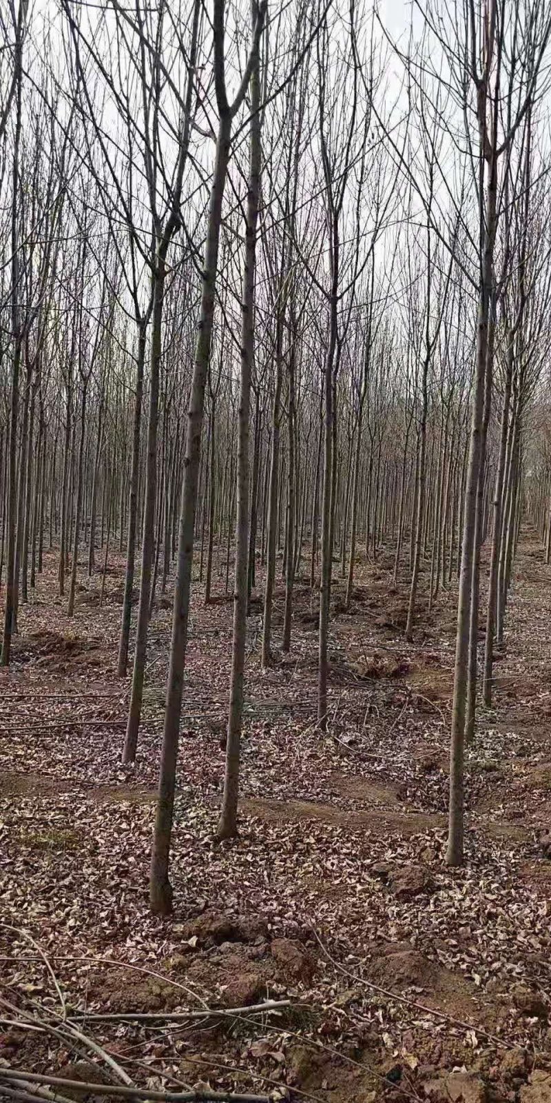 杜仲苗