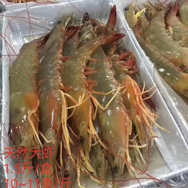 湛江硇洲天然大明虾