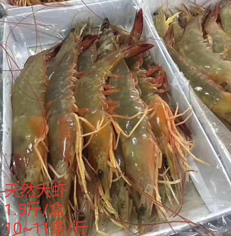 湛江硇洲天然大明虾