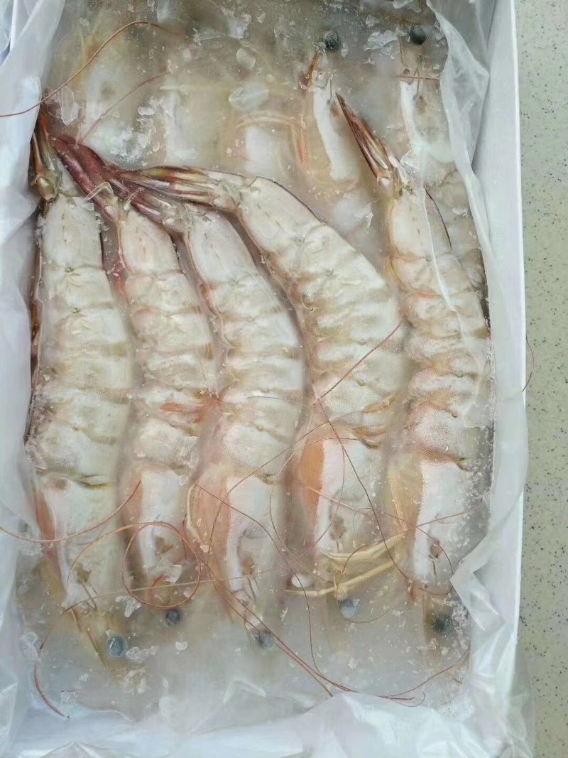 湛江硇洲天然大明虾
