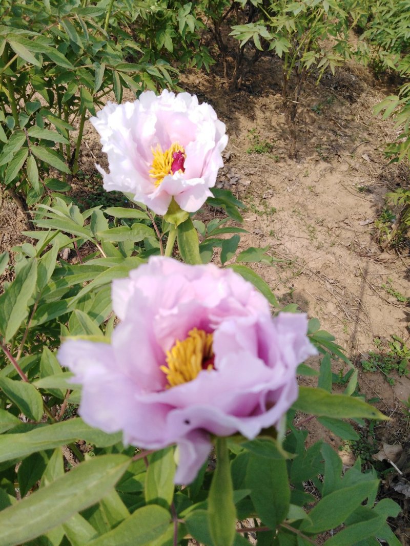 牡丹花瓣，花蕊