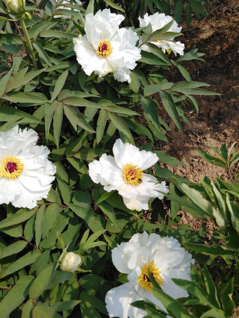 牡丹花瓣，花蕊