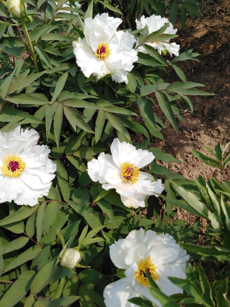 牡丹花瓣，花蕊