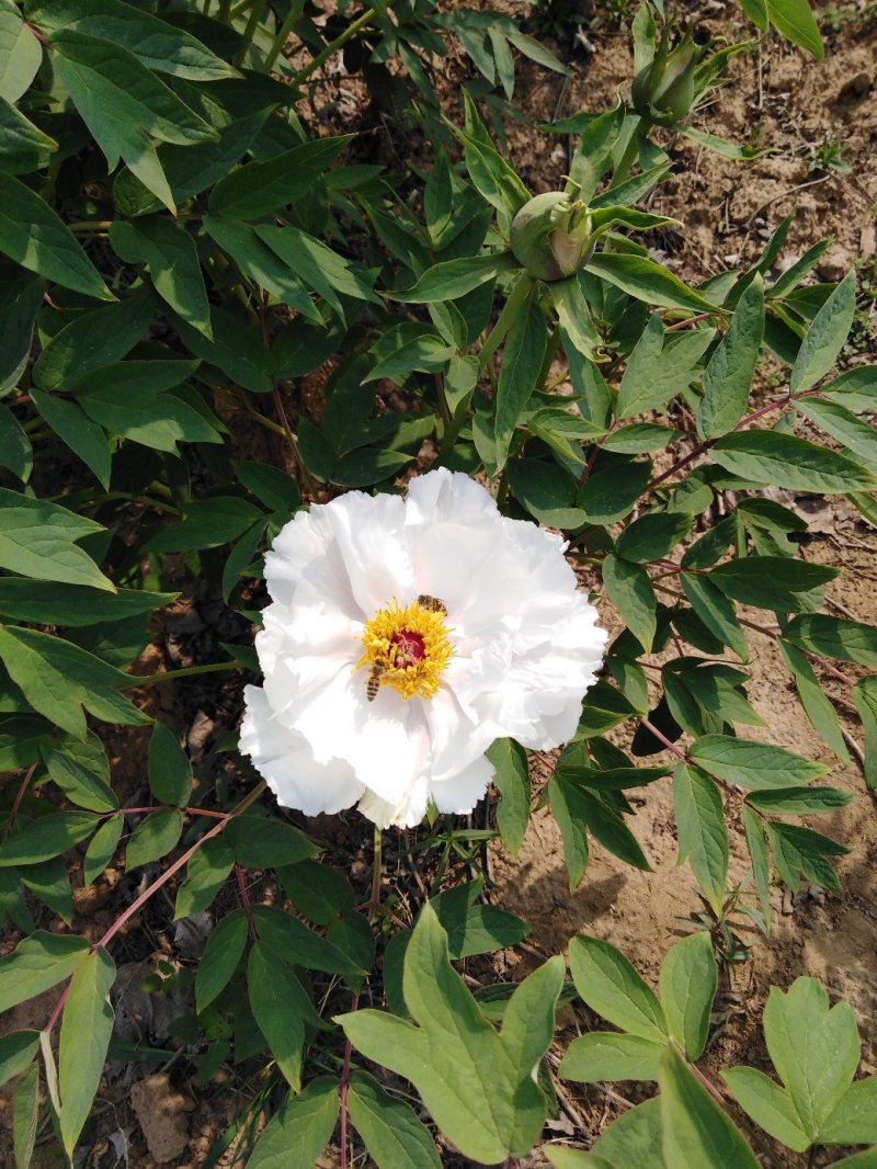 牡丹花瓣，花蕊