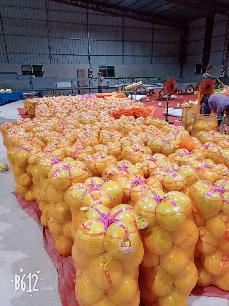 梅州大埔青溪蜜柚产地直发诚信经营新历9月份左右
