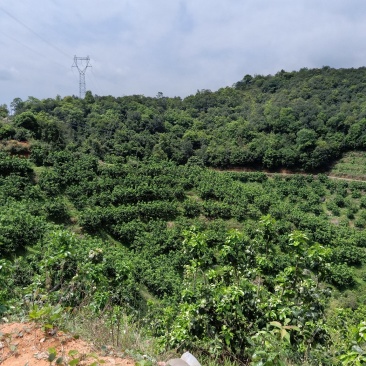 梅州大埔青溪蜜柚产地直发诚信经营新历9月份左右