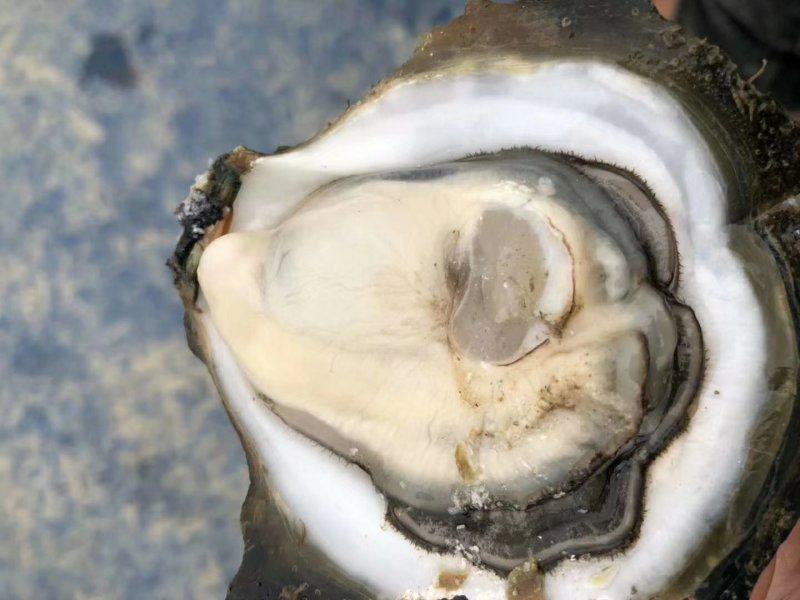 湛江官渡本地生蚝