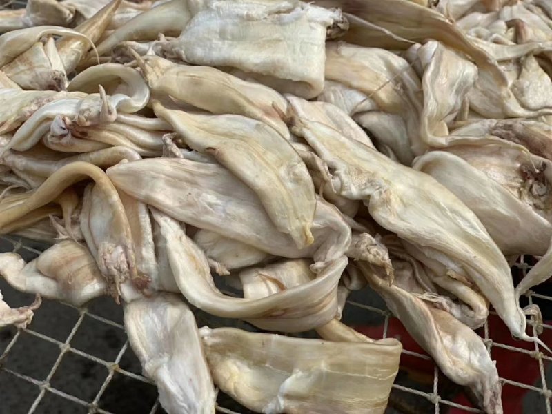 金龙鱼胶