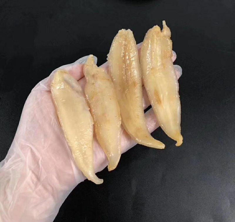 金龙鱼胶