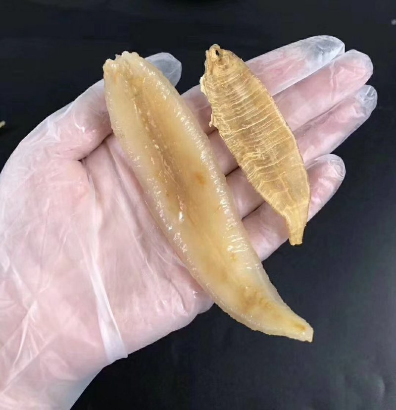 金龙鱼胶