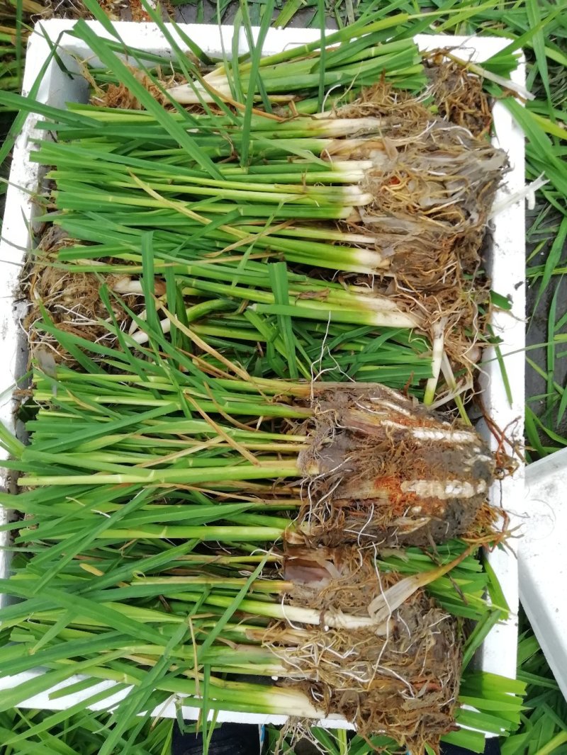 浙茭7号双季茭白种苗，浙江金华直发