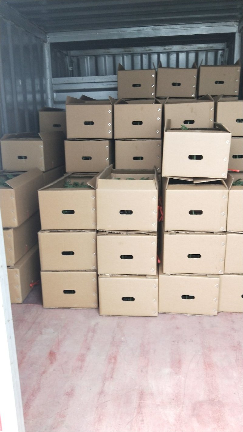 嫁接西瓜苗品种齐全，8424，美都，西农八号，育苗基地直供
