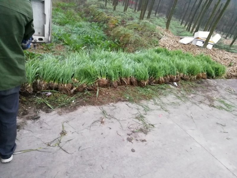 浙江金华产地直发，浙茭十号，浙茭八号，浙茭7，龙茭2号