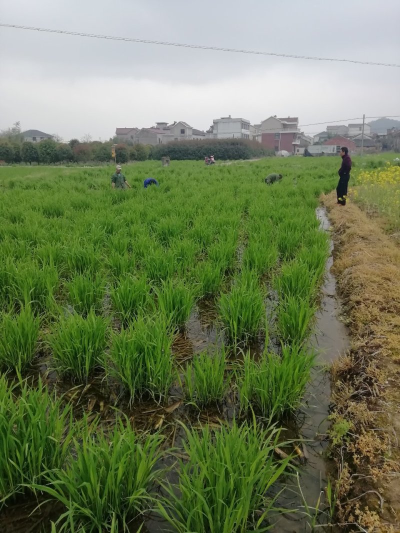 浙江金华产地直发，浙茭十号，浙茭八号，浙茭7，龙茭2号
