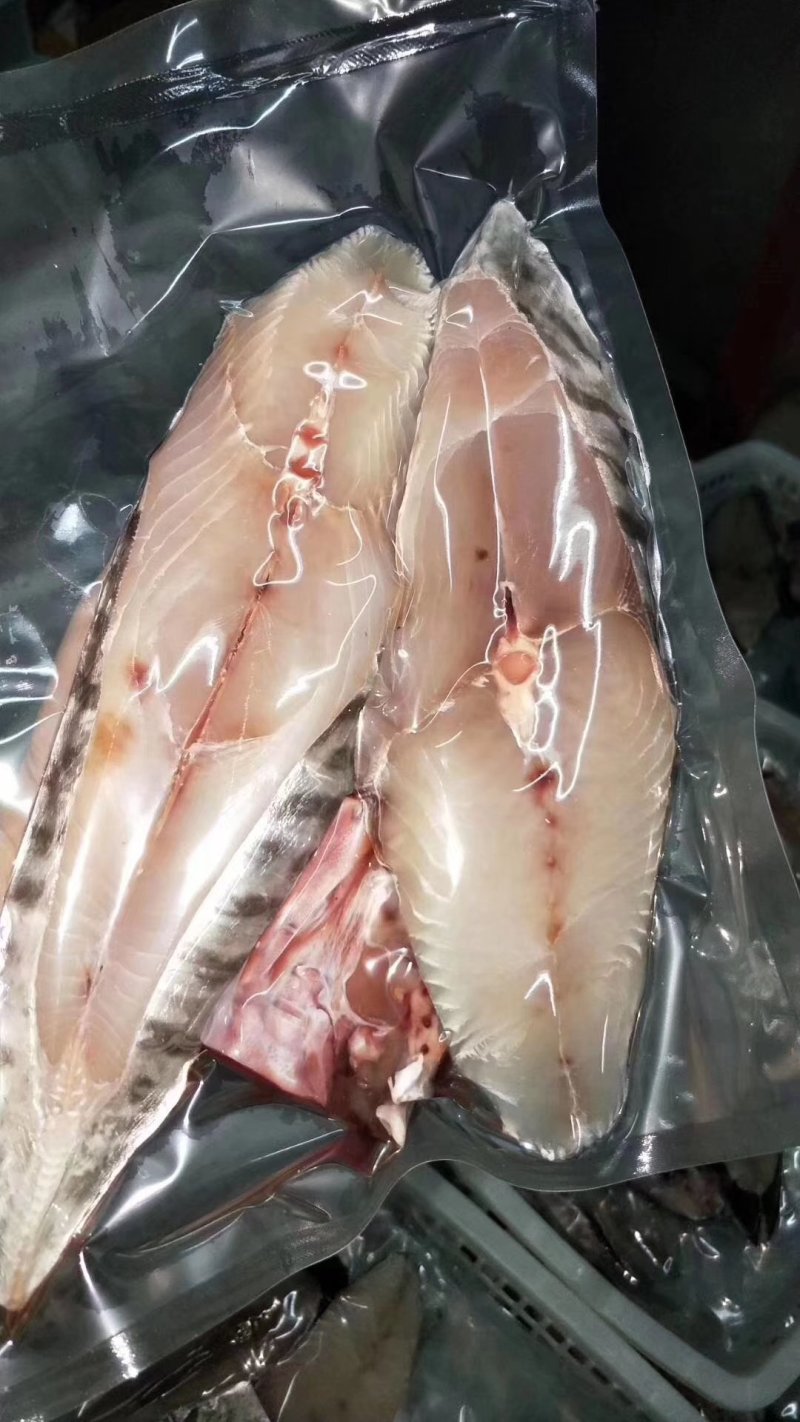 深海马鲛鱼/马友鱼