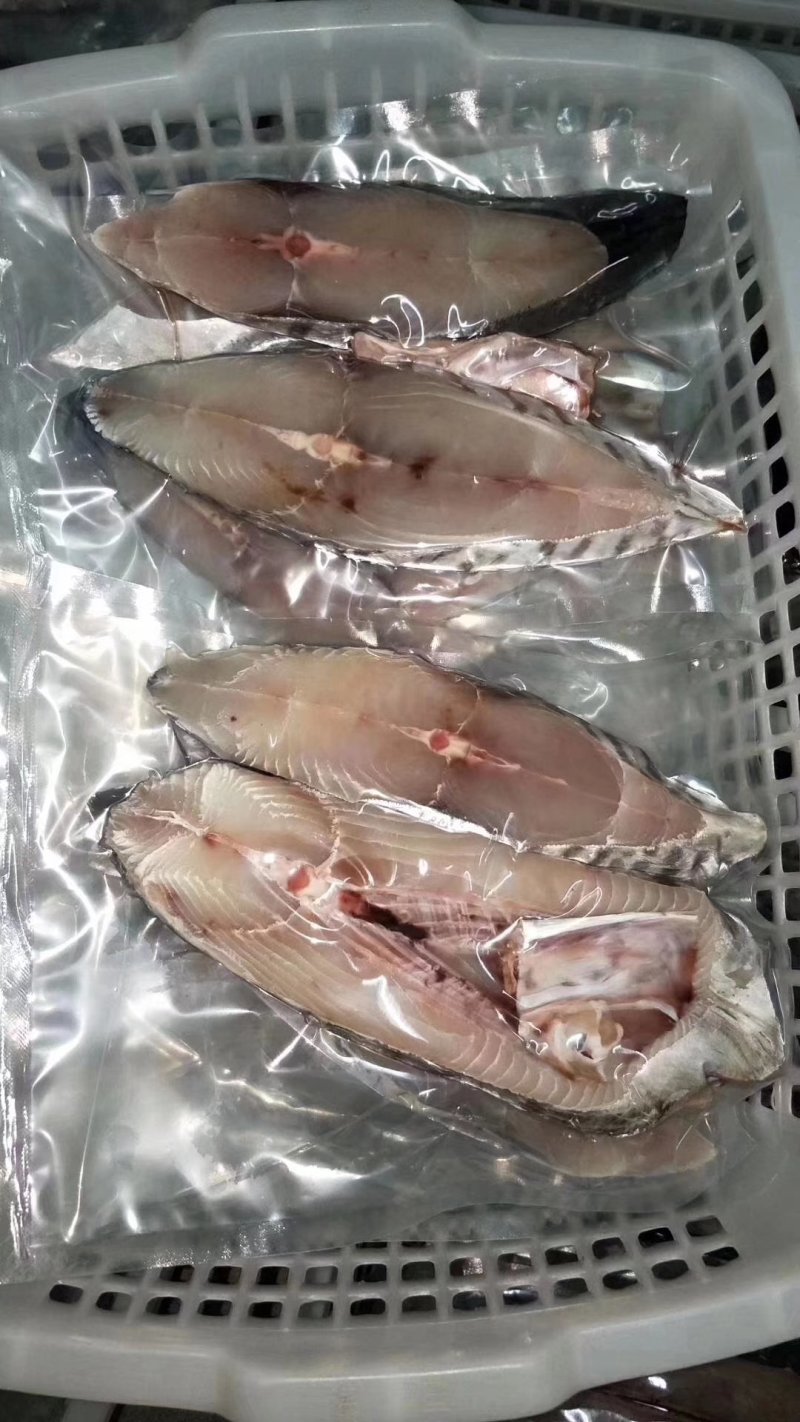 深海马鲛鱼/马友鱼