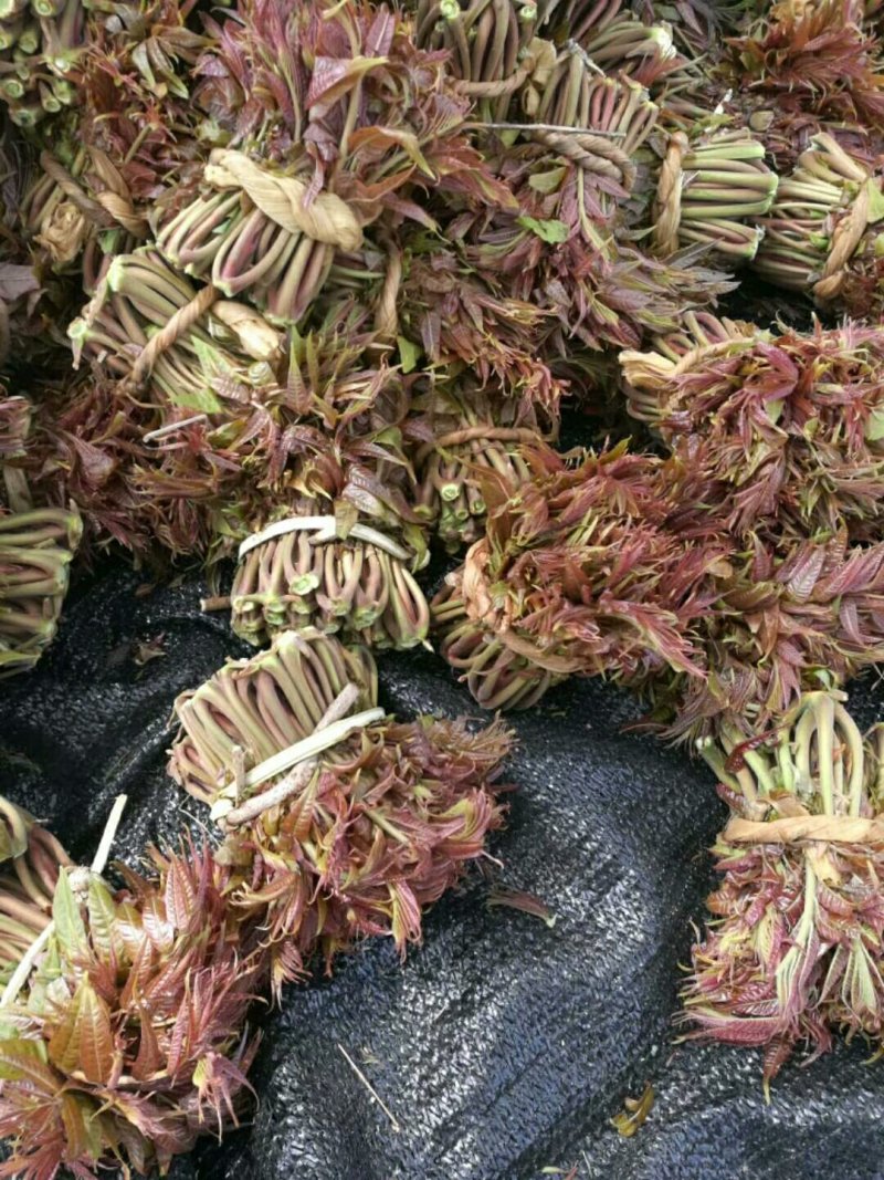 香椿芽12公分上市欢迎采购
