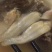 黄花鱼胶