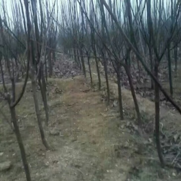 3公分以上黄冠梨树苗，栽种第二年就有产量，品种纯正