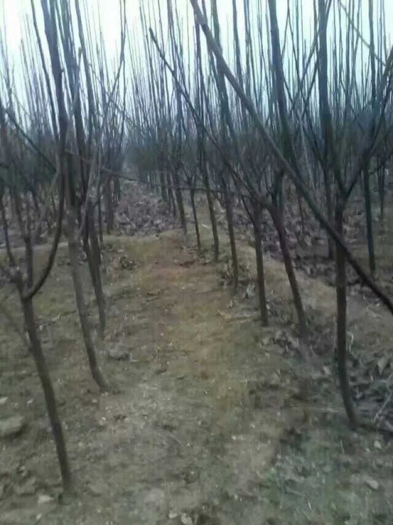 3公分以上黄冠梨树苗，栽种第二年就有产量，品种纯正