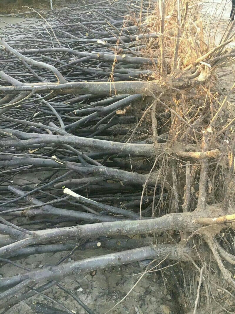 3公分以上黄冠梨树苗，栽种第二年就有产量，品种纯正