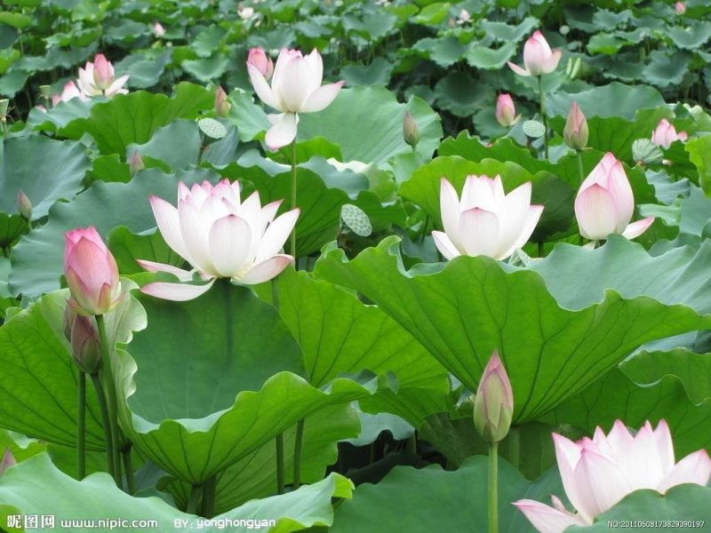 浅水藕苗高产食用藕苗荷花苗深水藕种藕带苗