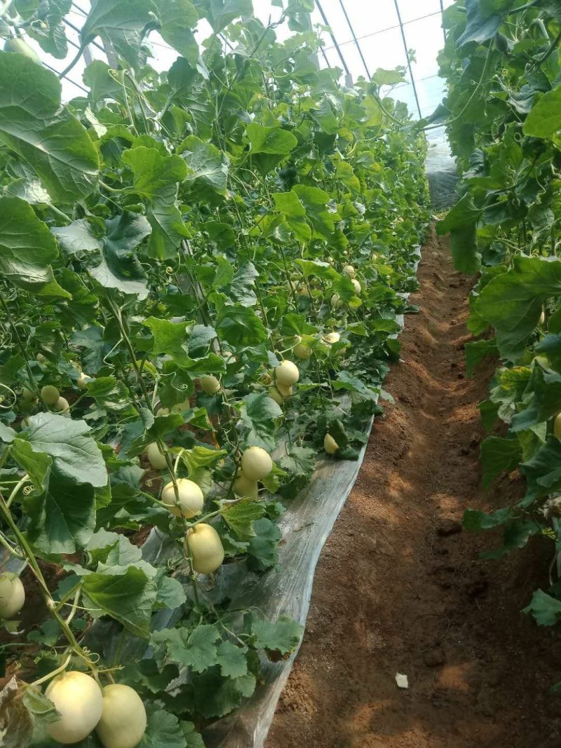 甜王甜瓜通货0.6斤以上