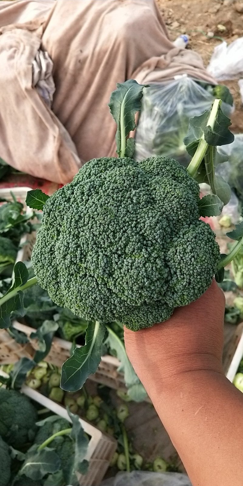 西兰花