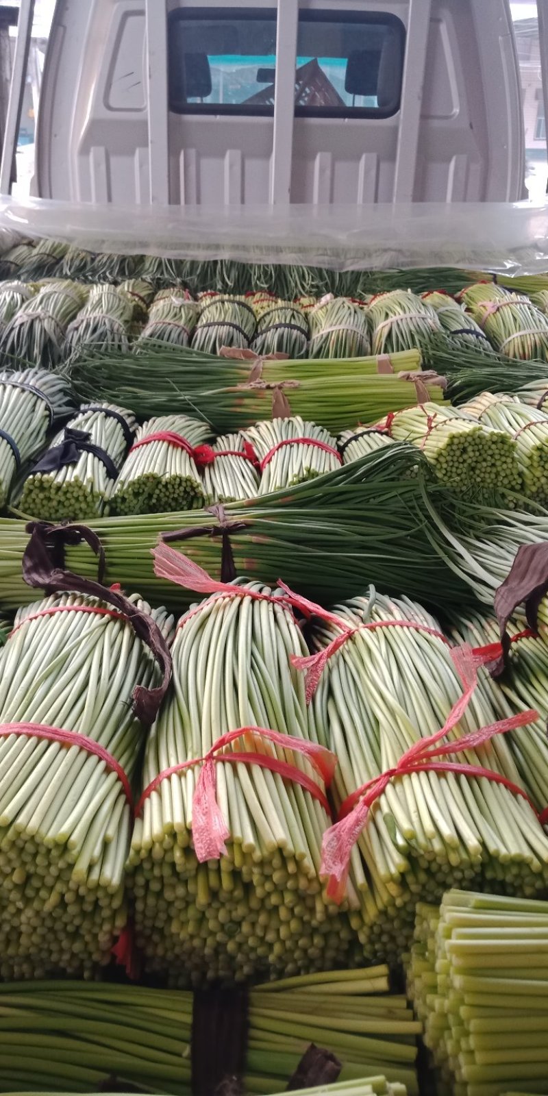 蒜薹
