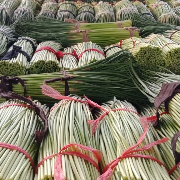蒜薹