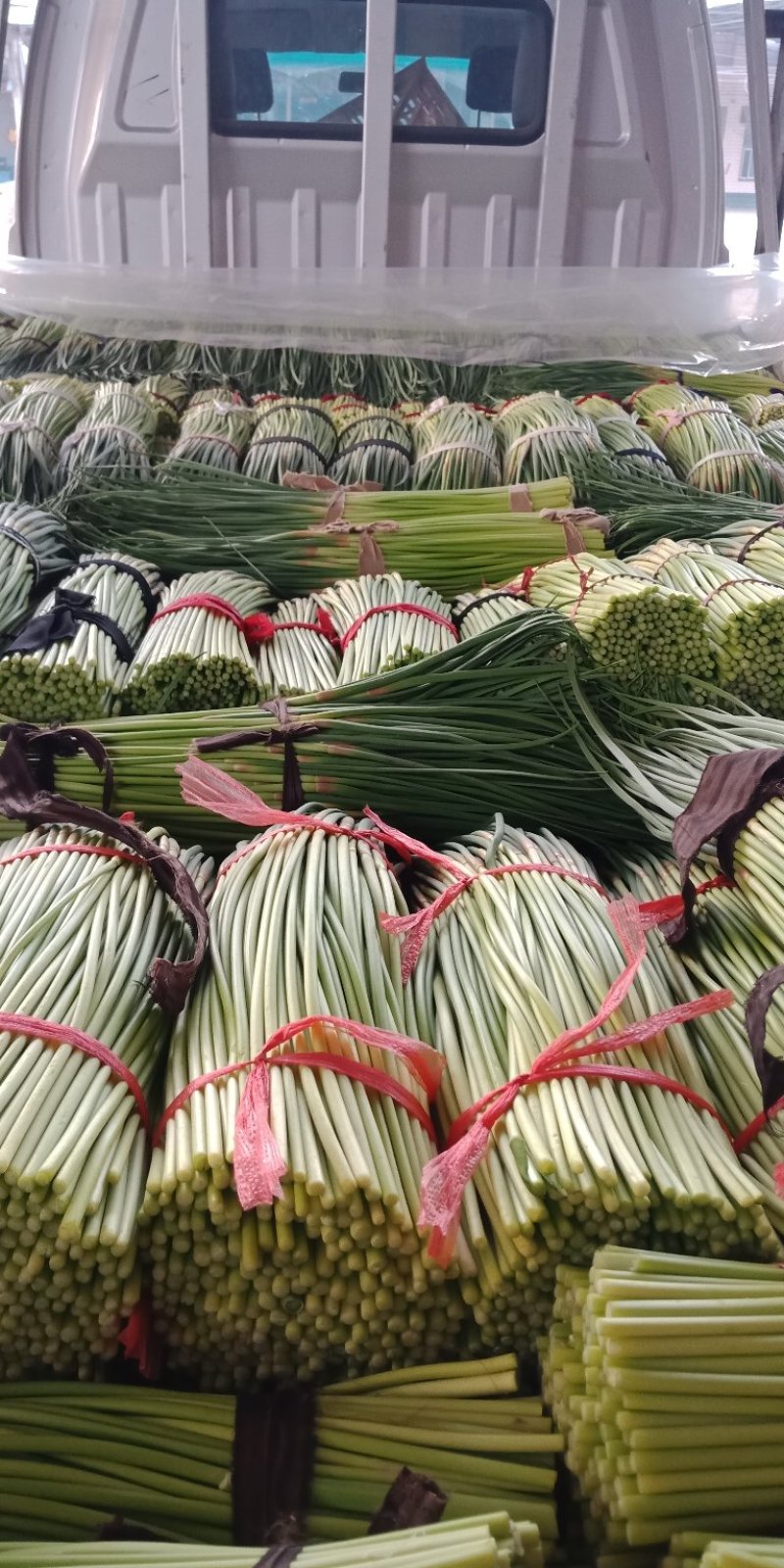 蒜薹