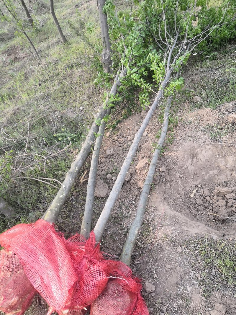 皂角树